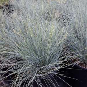 Festuca idahoensis 'Siskiyou Blue', 1 gal