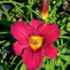Hemerocallis 'Pardon Me' Daylily, qrt - Image 2