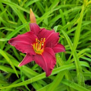 Hemerocallis 'Pardon Me' Daylily, 1 gal