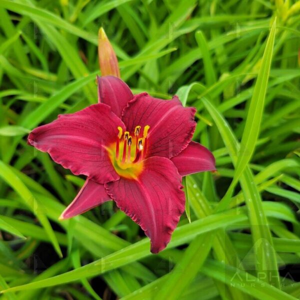 Hemerocallis 'Pardon Me' Daylily, 1 gal