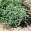 Juniperus hor. 'Wiltonii' Blue Rug Juniper, 1 gal - Image 2