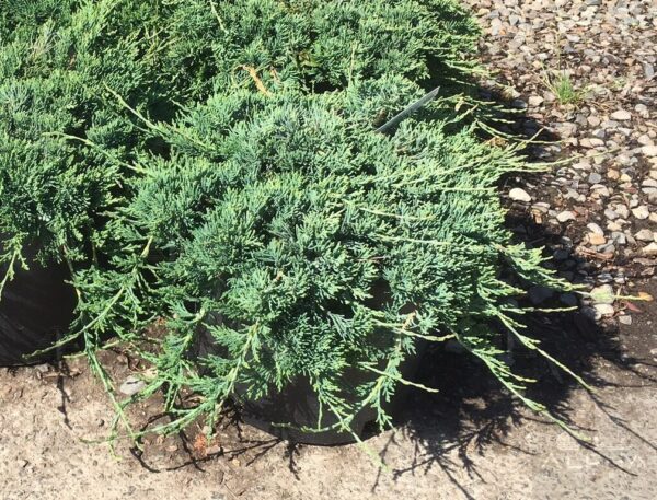 Juniperus hor. 'Wiltonii' Blue Rug Juniper, B&B 24-30" Std - Image 2