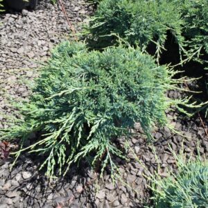 Juniperus hor. 'Wiltonii' Blue Rug Juniper, 1 gal