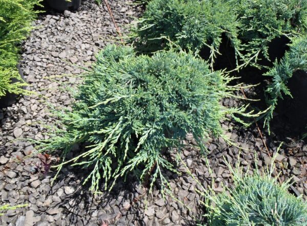 Juniperus hor. 'Wiltonii' Blue Rug Juniper, B&B 24-30" Std