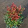 Ericameria nauseosa - Rabbitbrush, gray, 1 gal - Image 3