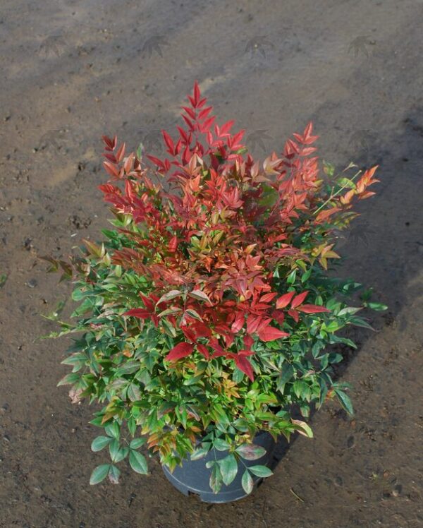Ericameria nauseosa - Rabbitbrush, gray, 1 gal - Image 3