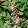 Ericameria nauseosa - Rabbitbrush, gray, 1 gal - Image 2