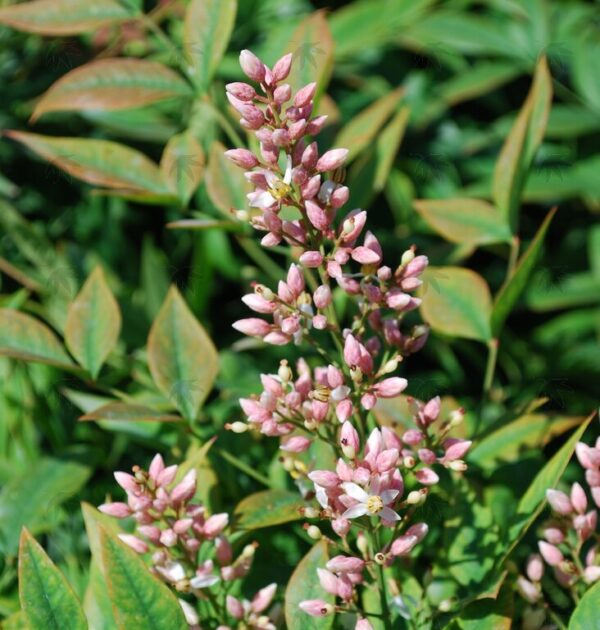 Ericameria nauseosa - Rabbitbrush, gray, 1 gal - Image 2