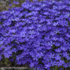 Phlox 'Violet Pinwheels' PP25884, 1 gal