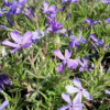 Phlox 'Violet Pinwheels' PP25884, 1 gal - Image 2