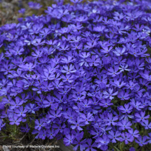 Phlox 'Violet Pinwheels' PP25884, 1 gal