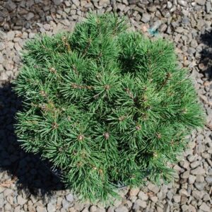 Pinus mug. 'Valley Cushion' Dwarf Mugo Pine, 3 gal