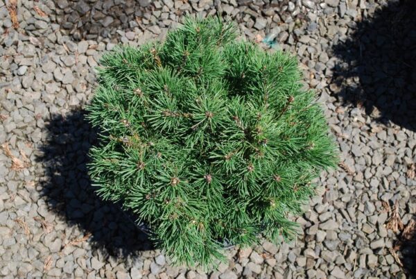 Pinus mug. 'Valley Cushion' Dwarf Mugo Pine, 3 gal
