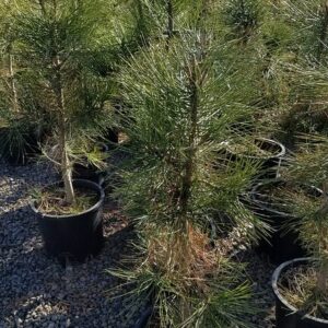 Pinus pon. - Ponderosa Pine, B&B 6-7'