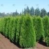 Thuja occ. 'Smaragd' Emerald Green Arborvitae 5', B&B CT 20 gal 4-5' Tier, Globe