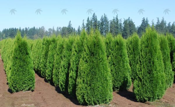 Thuja occ. 'Smaragd' Emerald Green Arborvitae, B&B 4-5'