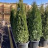 Thuja occ. 'Smaragd' Emerald Green Arborvitae 5', B&B CT 20 gal 4-5' Tier, Globe - Image 2