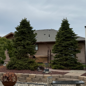 Abies las. - Alpine Fir 4-5', B&B CT 20 gal