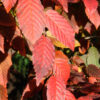 Carpinus car. - American Hornbeam, 15 gal 1.25" - Image 2