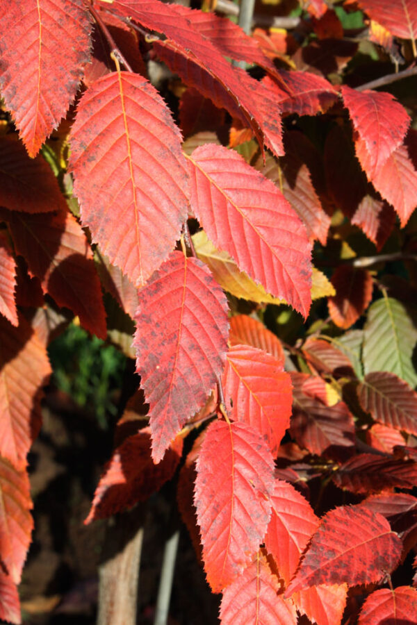 Carpinus car. - American Hornbeam, 15 gal 1.25" - Image 2