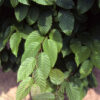 Carpinus car. - American Hornbeam, 15 gal 1.25"