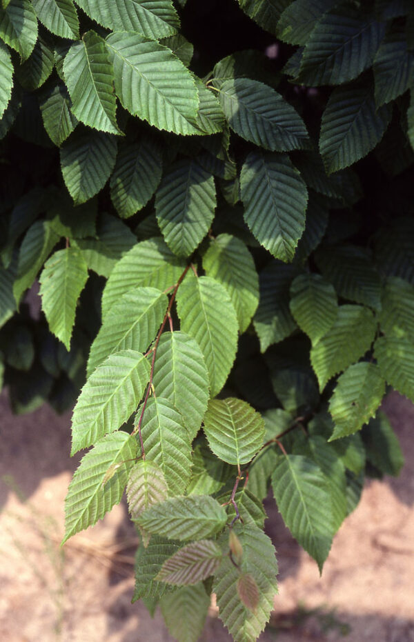 Carpinus car. - American Hornbeam, 15 gal 1.25"