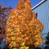 Acer sac. 'Barrett Cole' Apollo Sugar Maple, 15 gal 1.25" - Image 2