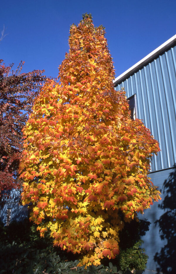 Acer sac. 'Barrett Cole' Apollo Sugar Maple, 15 gal 1.25" - Image 2
