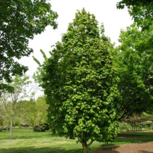 Acer sac. 'Barrett Cole' Apollo Sugar Maple, 15 gal 1.25"