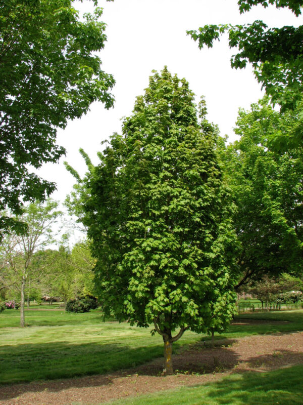 Acer sac. 'Barrett Cole' Apollo Sugar Maple, 15 gal 1.25"