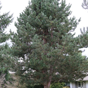 Pinus nig. - Austrian/Black Pine, 25 gal 6'