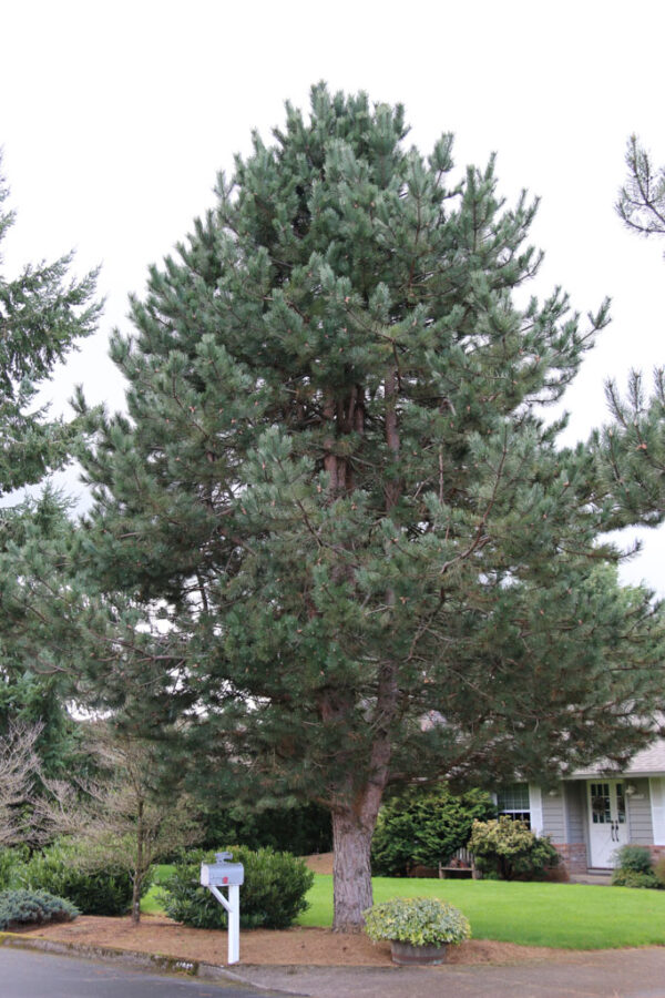 Pinus nig. - Austrian/Black Pine, 25 gal 6'