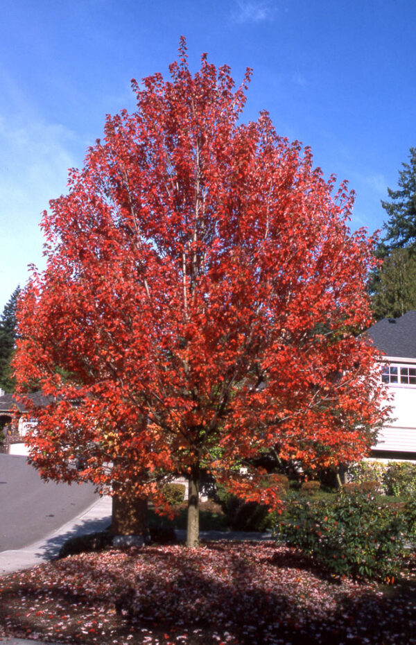 Acer fre. Autumn Blaze Freeman Maple, 25 gal 1.75"