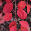 Amelanchier x gra. 'Autumn Brilliance' Serviceberry, M-S, 7 gal - Image 3