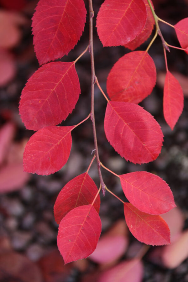 Amelanchier x gra. ‘Autumn Brilliance' Serviceberry 8-9', 15 gal 1.25" - Image 3