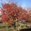 Amelanchier x gra. 'Autumn Brilliance' Serviceberry, M-S, 7 gal - Image 2