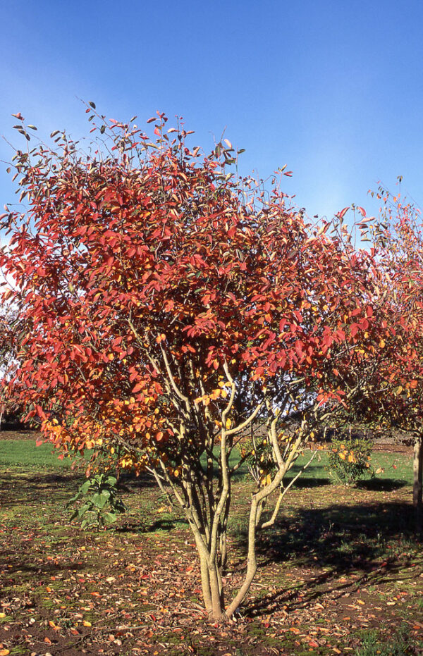 Amelanchier x gra. ‘Autumn Brilliance' Serviceberry 8-9', 15 gal 1.25" - Image 2