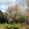 Amelanchier x gra. 'Autumn Brilliance' Serviceberry, M-S, 7 gal
