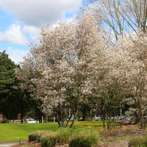 Amelanchier x gra. ‘Autumn Brilliance' Serviceberry 8-9', 15 gal 1.25"