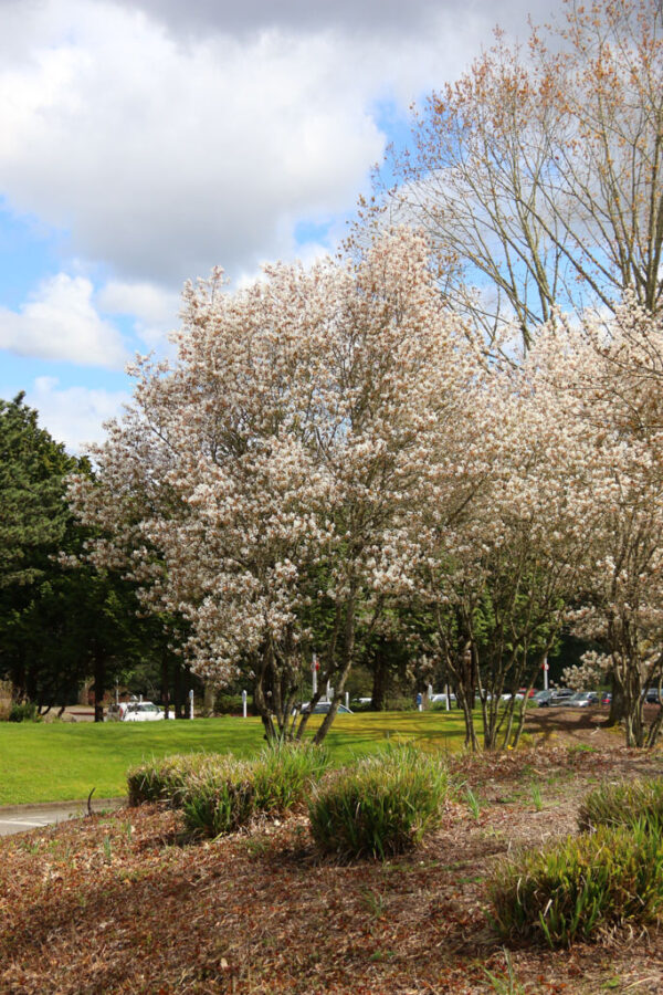 Amelanchier x gra. ‘Autumn Brilliance' Serviceberry 8-9', 15 gal 1.25"