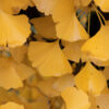 Ginkgo bil. 'Autumn Gold' Ginkgo 9-10', 15 gal 1.5" - Image 2