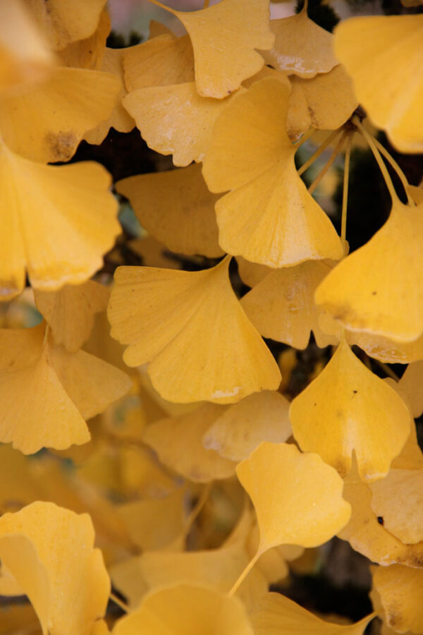 Ginkgo bil. 'Autumn Gold' Ginkgo 9-10', 15 gal 1.5" - Image 2