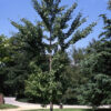 Ginkgo bil. 'Autumn Gold' Ginkgo 9-10', 15 gal 1.5"