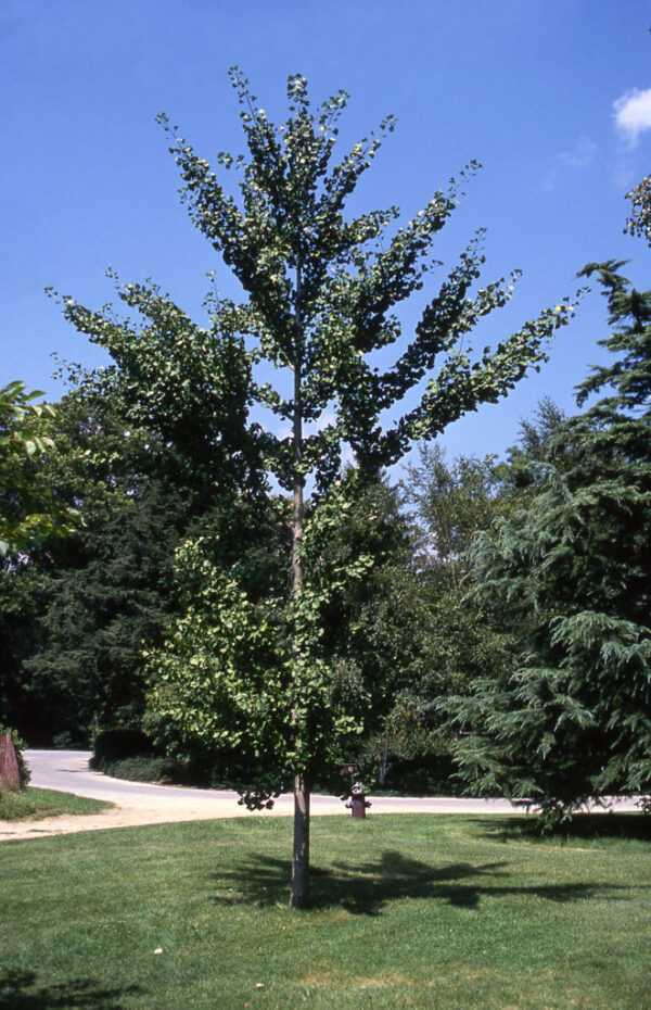 Ginkgo bil. 'Autumn Gold' Ginkgo 9-10', 15 gal 1.5"