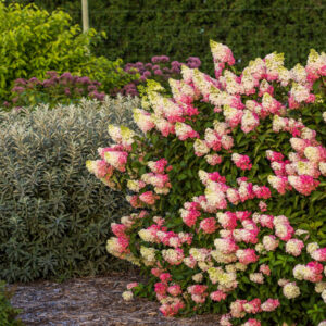 Hydrangea pan First Editions 'Berry White' Tree Form (wht to ink) Tree Form, 5 gal