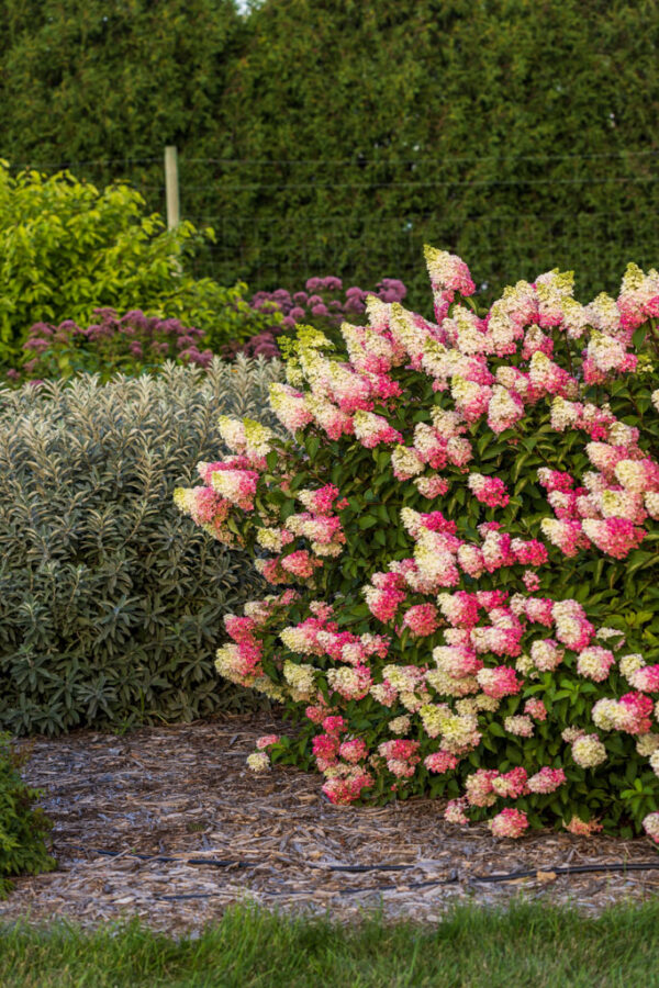 Hydrangea pan First Editions 'Berry White' Tree Form (wht to ink) Tree Form, 5 gal