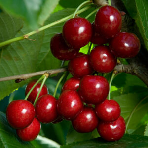 Prunus CHERRY 'Bing' Sweet Cherry, 7 gal