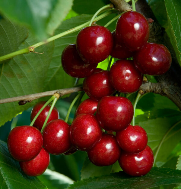 Prunus CHERRY 'Bing' Sweet Cherry, 7 gal