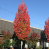 Acer rub. ‘Bowhall' Red Maple, 15 gal 1" 8-9' - Image 2