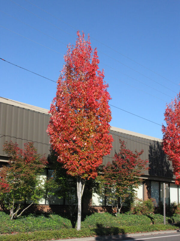 Acer rub. ‘Bowhall' Red Maple, 20 gal 1.25" 8/9' - Image 2